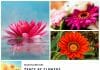 Types of Flowers