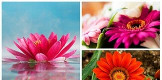 Types of Flowers