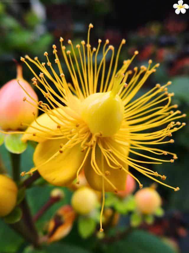 Explore the Fascinating Types of Flowers