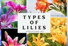 Types of Lilies