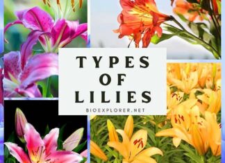 Types of Lilies
