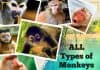 Types of Monkeys