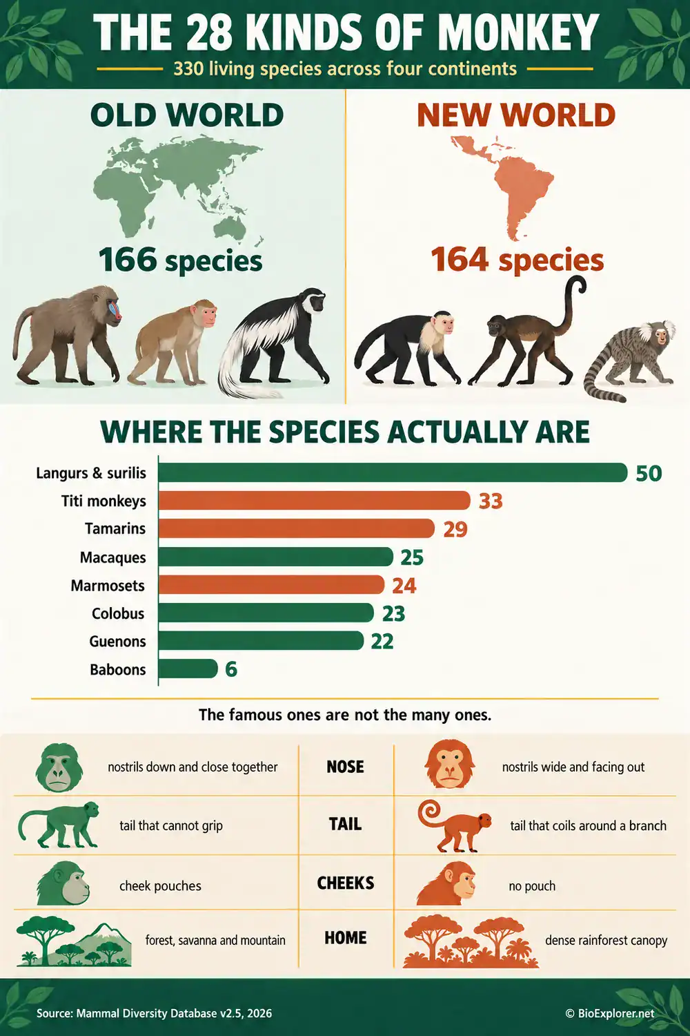 Infographic titled The 28 Kinds of Monkey, comparing 166 Old World and 164 New World species, with a bar chart showing langurs and surilis highest at 50 species and baboons lowest at 6