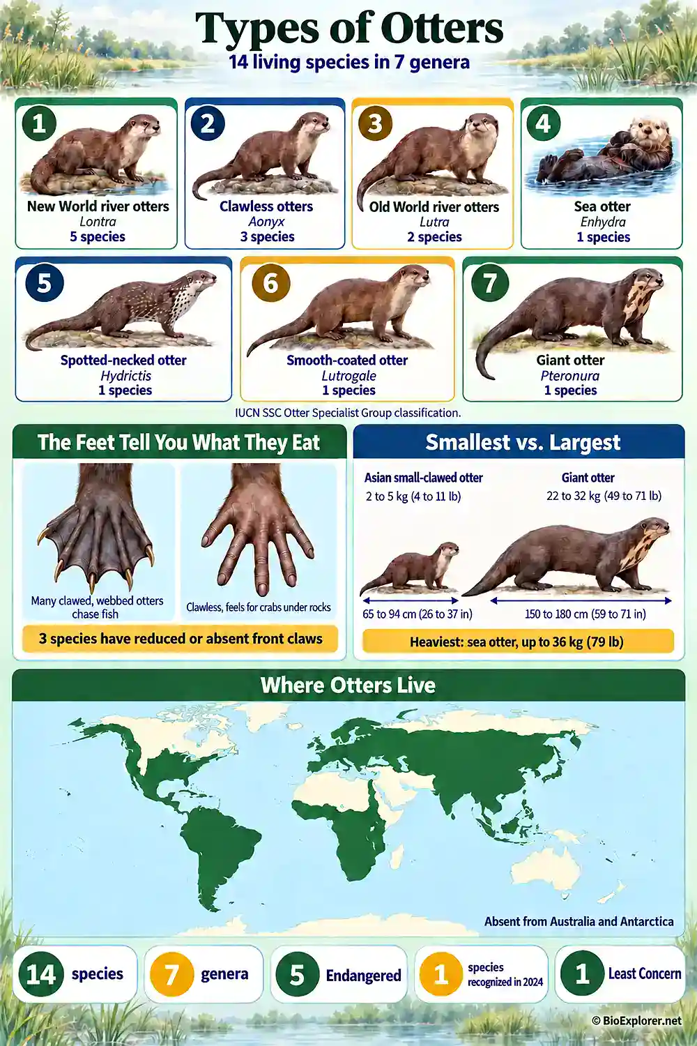 Types of Otters Infographic Types of otters infographic showing the 7 otter genera, clawed versus clawless feet, the smallest and largest species, and where otters live