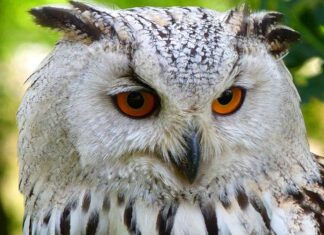 Types of Owls