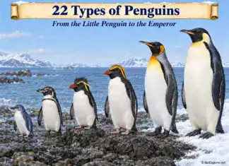 Types of Penguins: 19 Species Plus the New Gentoos (With Pictures)