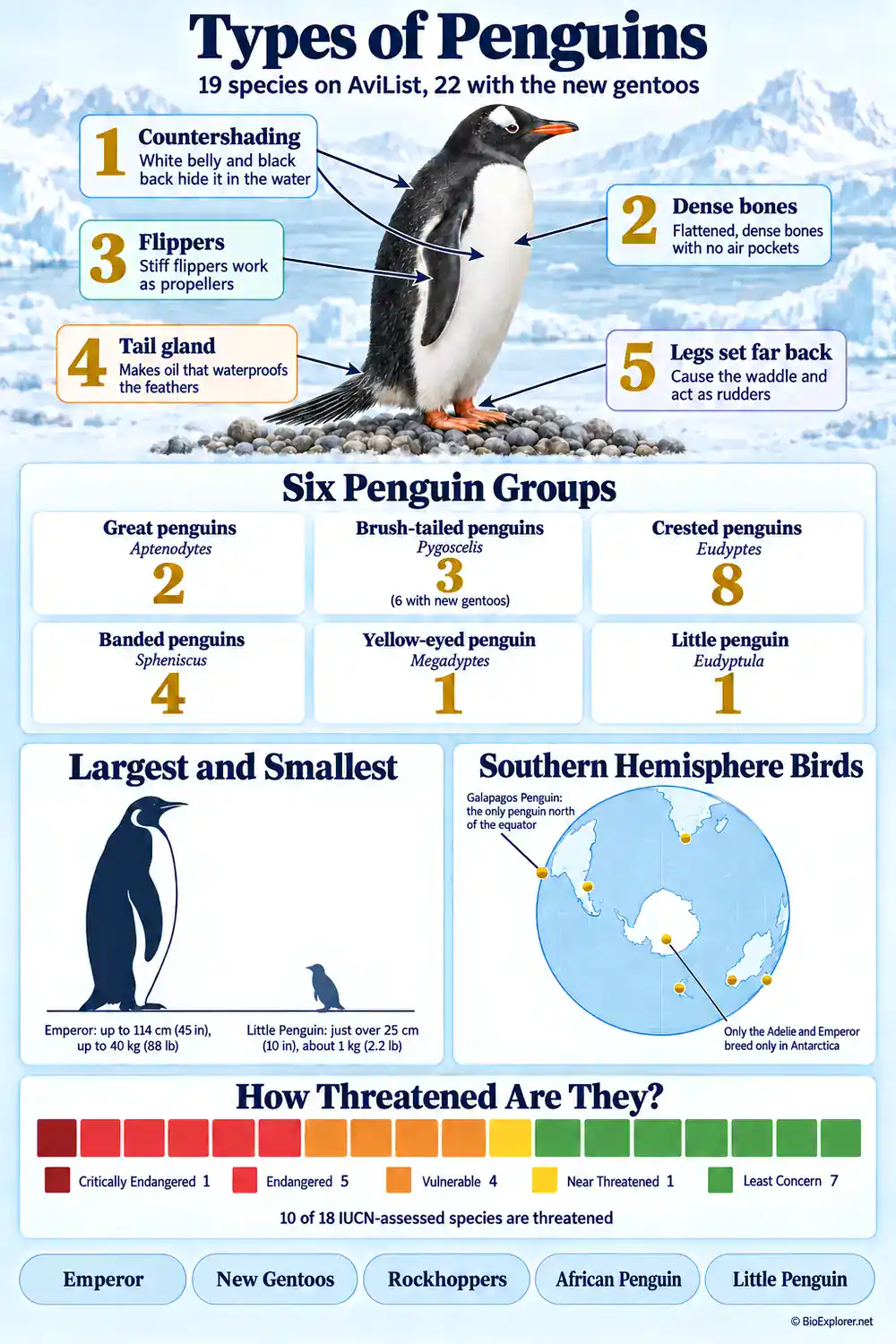 Types of Penguins Infographic Infographic of the 22 types of penguins grouped into six genera, with the largest and smallest species, where penguins live, and their IUCN status