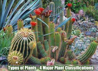 Types of Plants: The Four Major Classifications of Plants
