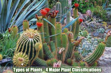 Types of Plants: The Four Major Classifications of Plants