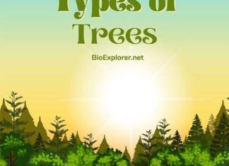 Types of Trees