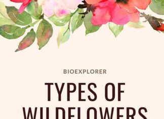 Types of Wildflowers
