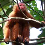 Ucayali Bald Uakari