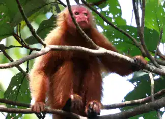 Ucayali Bald Uakari