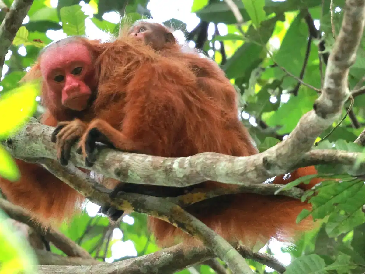 Ucayali Bald Uakari With Young Adult Ucayali bald uakari on a branch with a young animal riding on its back