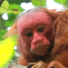 Head of an Ucayali bald uakari showing its bare red face and ears Head of an Ucayali bald uakari showing its bare red face and ears