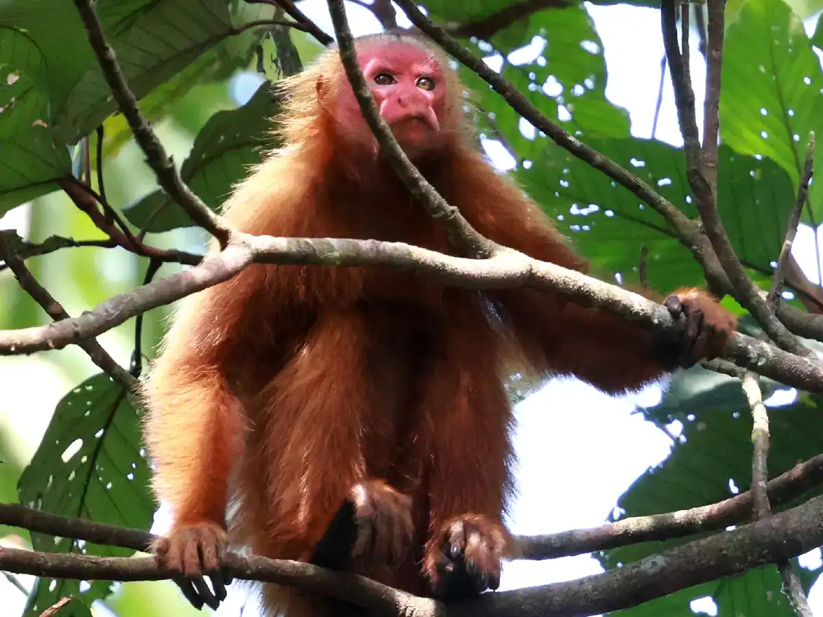 Ucayali Bald Uakari Ucayali bald uakari sitting on a branch, showing its bare scarlet face and reddish-chestnut coat