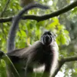 Ugandan Crested Mangabey