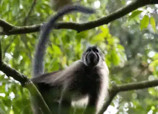 Ugandan Crested Mangabey