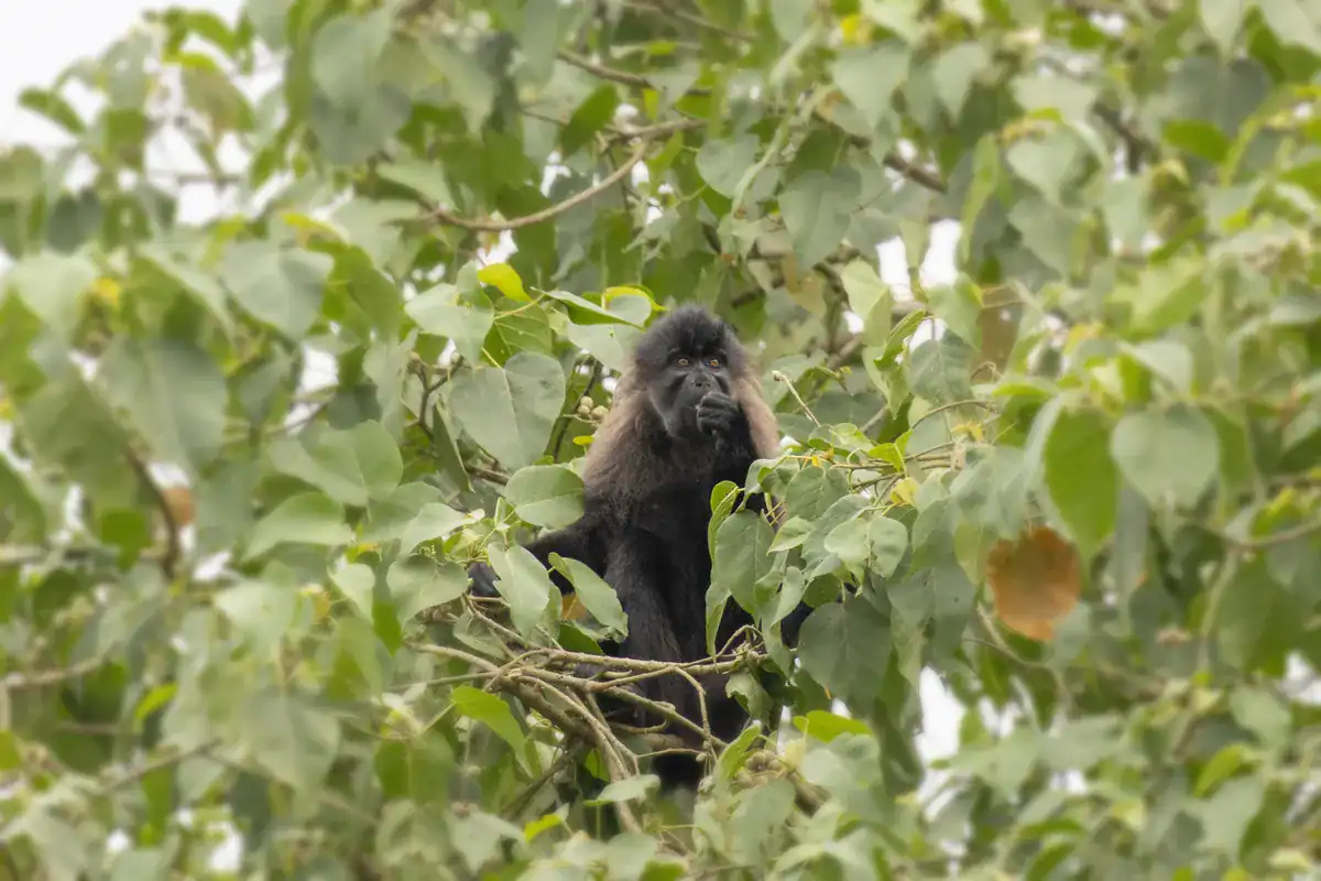 What Do Ugandan Crested Mangabeys Eat? Ugandan crested mangabey feeding on figs high in a tree in Kamwenge, Uganda