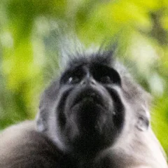 Head of a Ugandan crested mangabey showing its black face and upright brow tufts Head of a Ugandan crested mangabey showing its black face and upright brow tufts