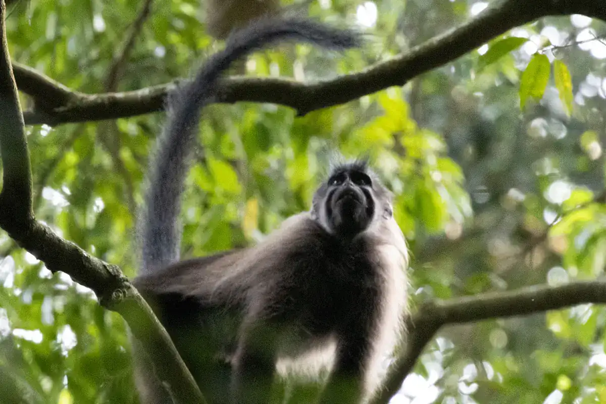 Ugandan Crested Mangabey Ugandan crested mangabey in forest canopy with its long tail arched over its back
