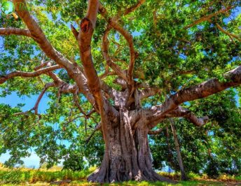 Types of Trees | Deciduous Trees | Evergreen Trees | Pictures