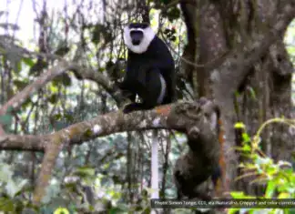 Ursine Colobus
