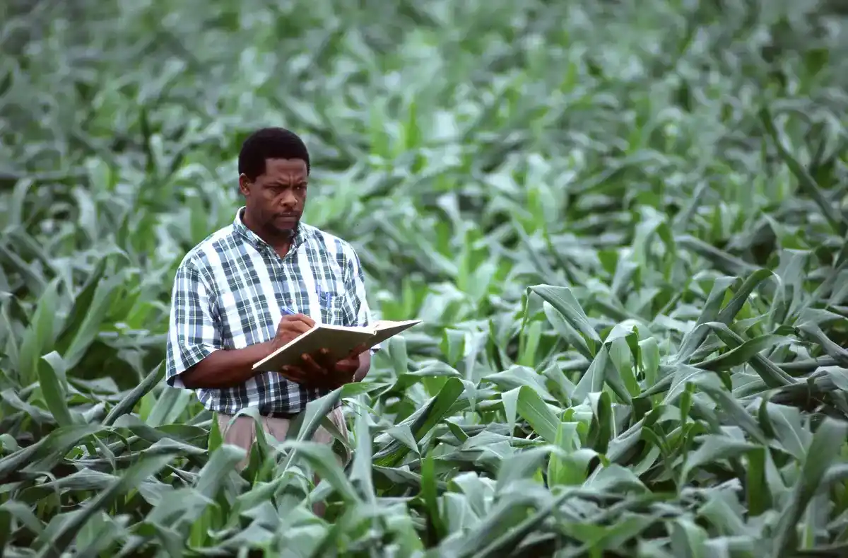 USDA scientist taking notes while standing in a green corn field during a crop research study