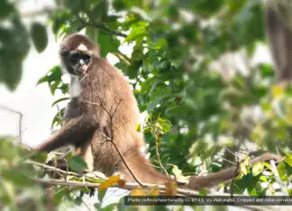 Variegated Spider Monkey