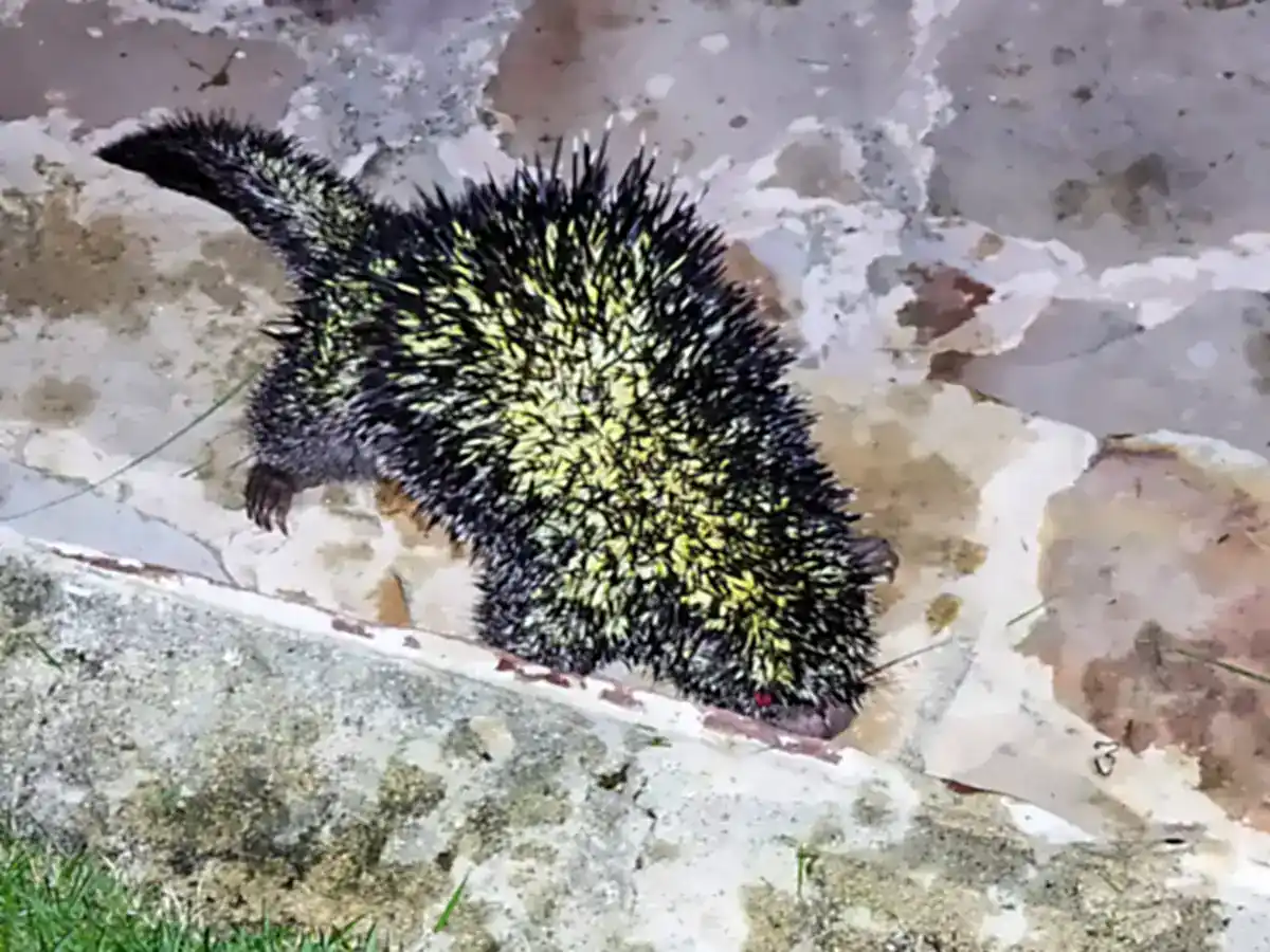 Voss' Porcupine climbing a stone wall in Santander, Colombia, showing dark quills with yellow tips