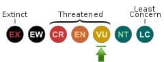 IUCN Status: Vulnerable IUCN Status: Vulnerable