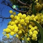 Acacia Flowers