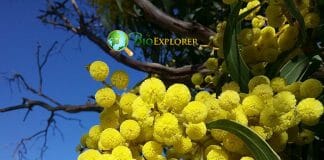 Acacia