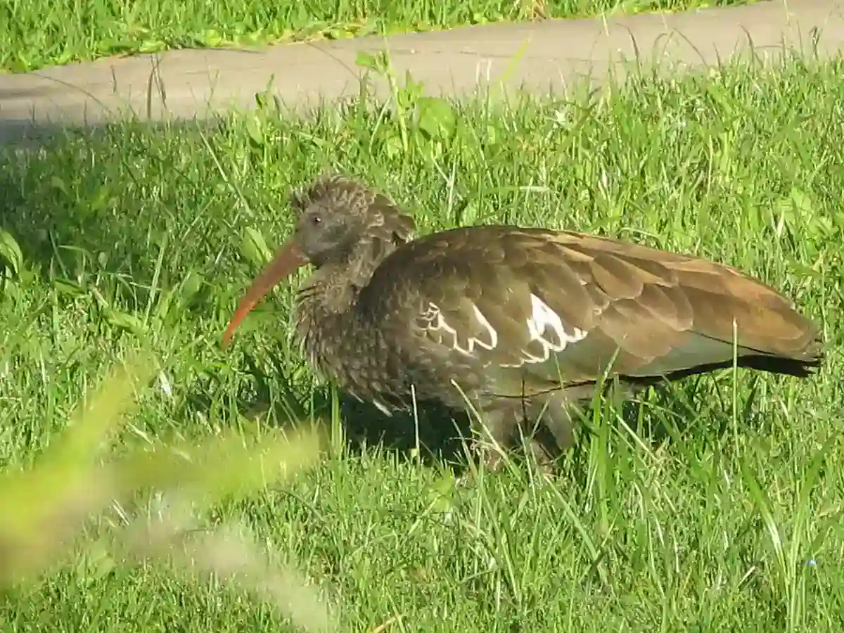 Wattled Ibis foraging on grass in the Ethiopian highlands showing its white wing patch