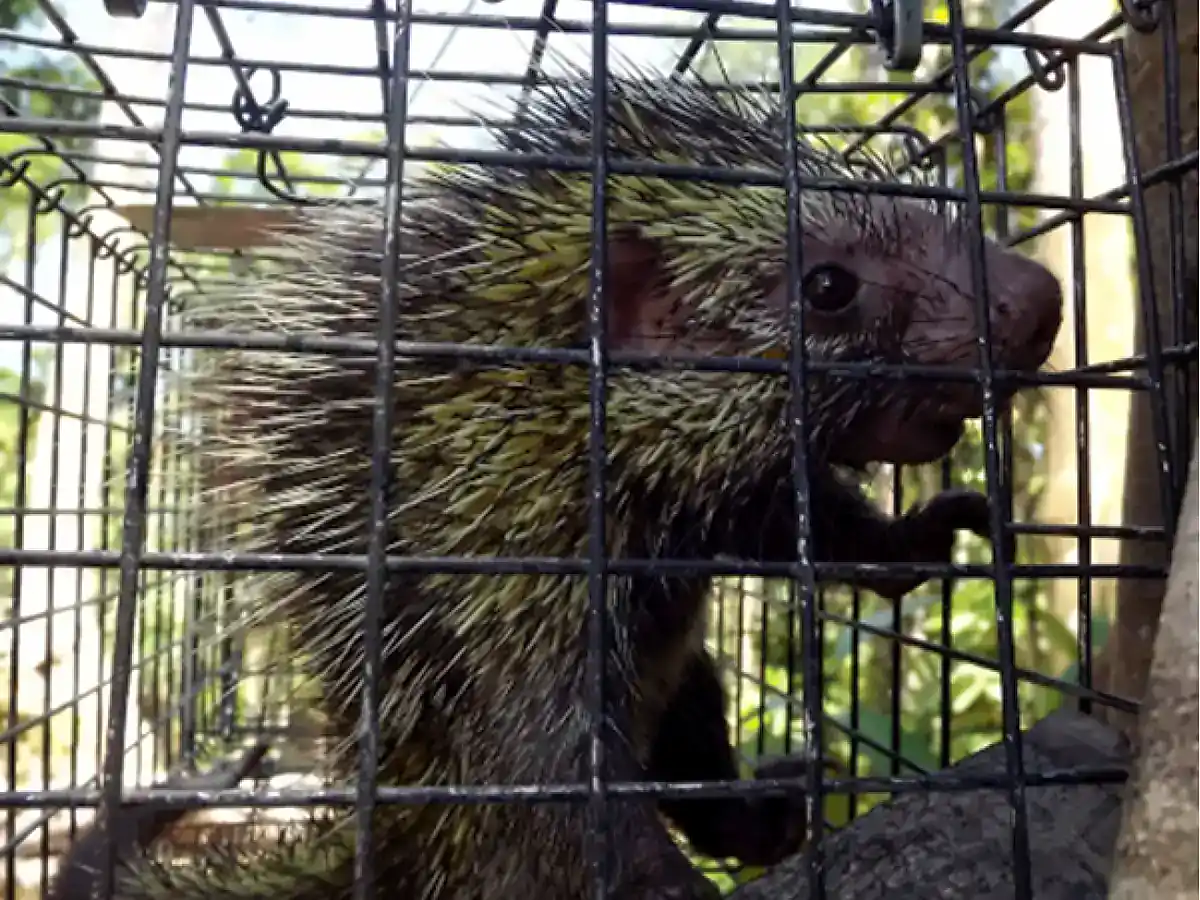 Western Amazonian Dwarf Porcupine inside a field trap in Peru, showing its streaked, bristly coat
