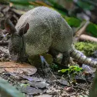 Western Andean long-nosed armadillo foraging in leaf litter in Puntarenas, Costa Rica