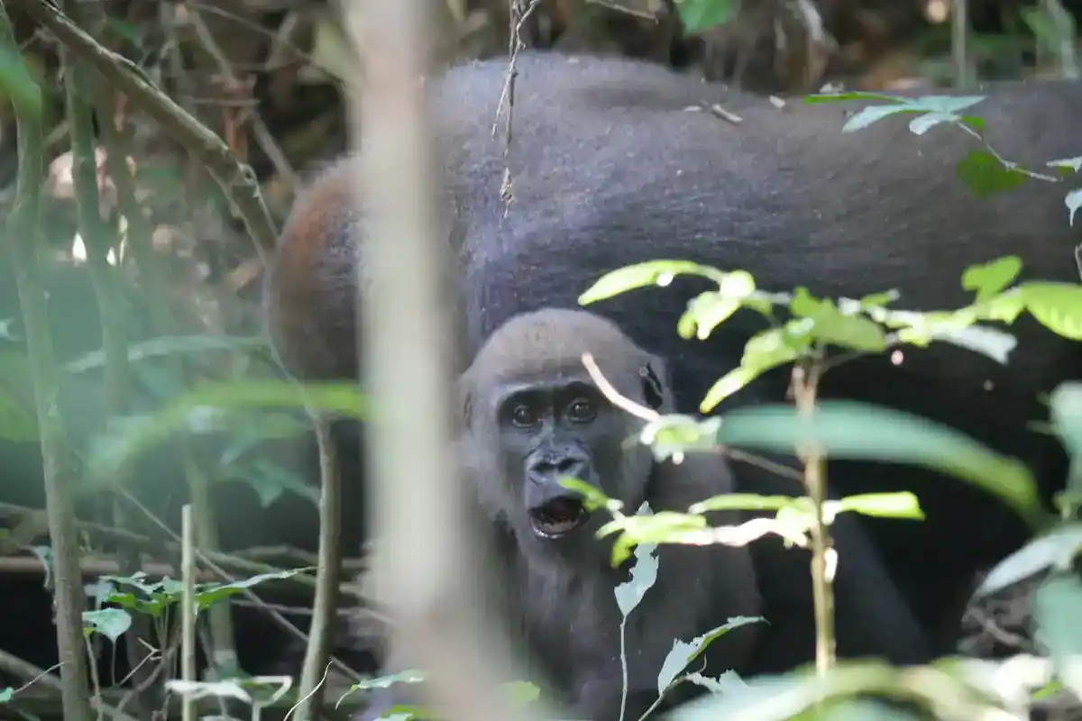 Western lowland gorilla (Gorilla gorilla gorilla)