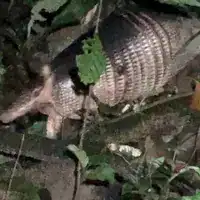 Western greater long-nosed armadillo moving through rainforest undergrowth at night in Madre de Dios, Peru