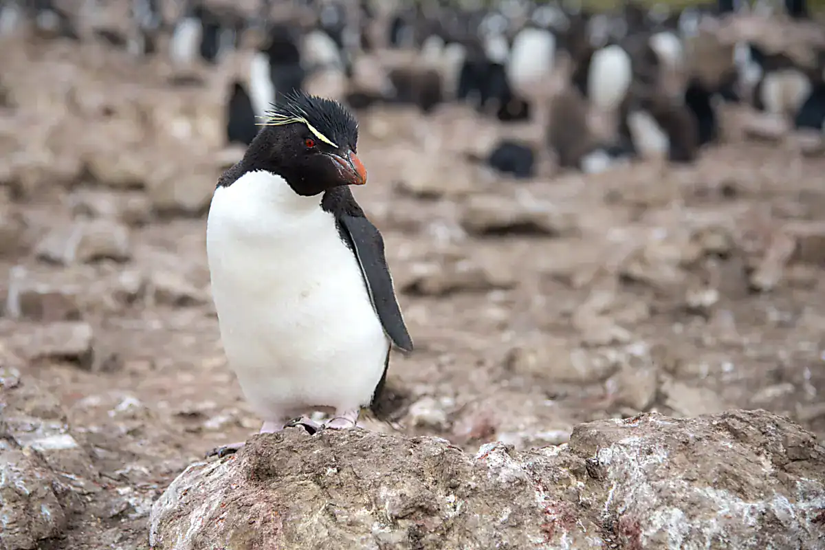 A Western Rockhopper Penguin with spiky yellow crest standing on a rock at Pebble Island in the Falklands