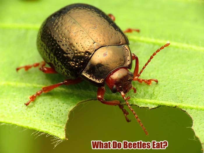 What do beetles eat discount