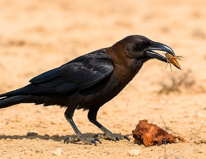 What Do Brown Necked Ravens Eat?