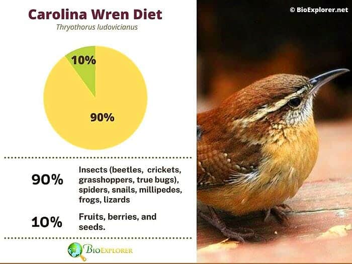 What Do Carolina Wrens Eat? What Do Carolina Wrens Eat?