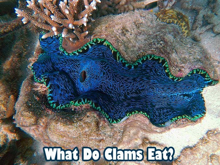 What Do Clams Eat Clams Diet By Types What Eats Clams