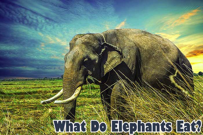 What Do Elephants Eat?