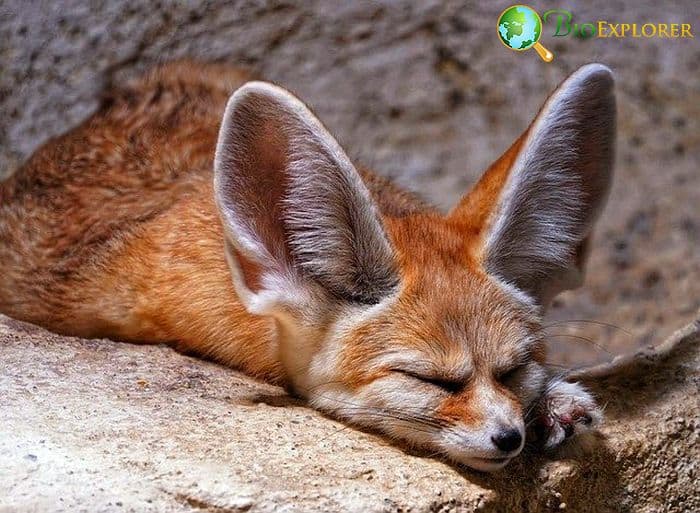 What Do Fennec Foxes Eat? What Do Fennec Foxes Eat?