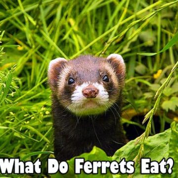 What Do Ferrets Eat?