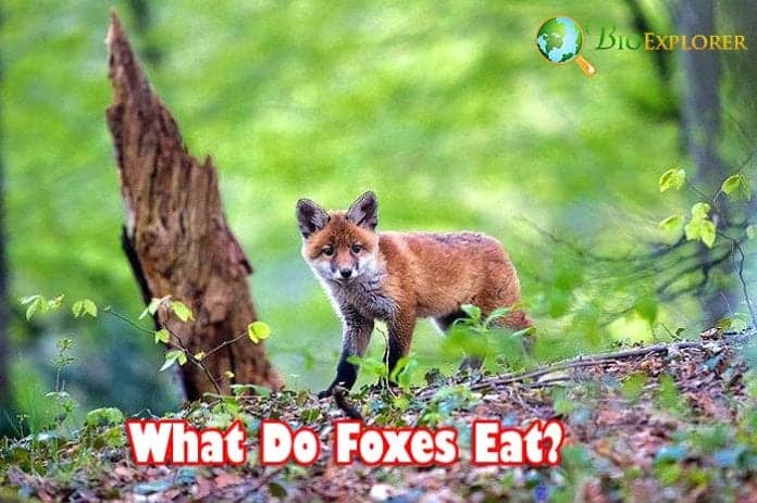 What Do Foxes Eat? What Do Foxes Eat?