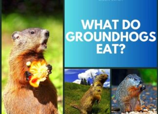 What Do Groundhogs Eat?