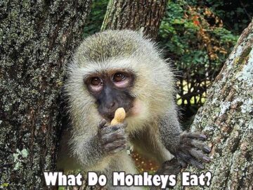 What Do Monkeys Eat?