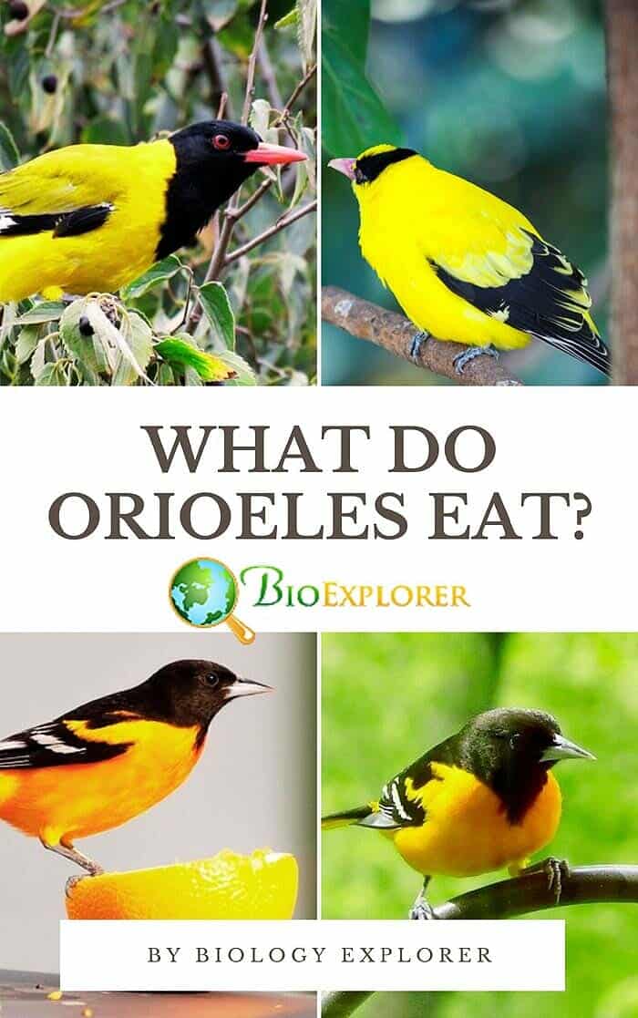 What Do Orioles Eat?